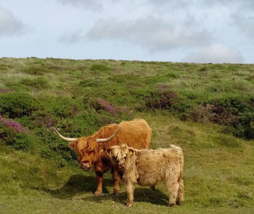 The Dairy - Quaint 1Br In Dartmoor National Park Villa Hennock Kültér fotó